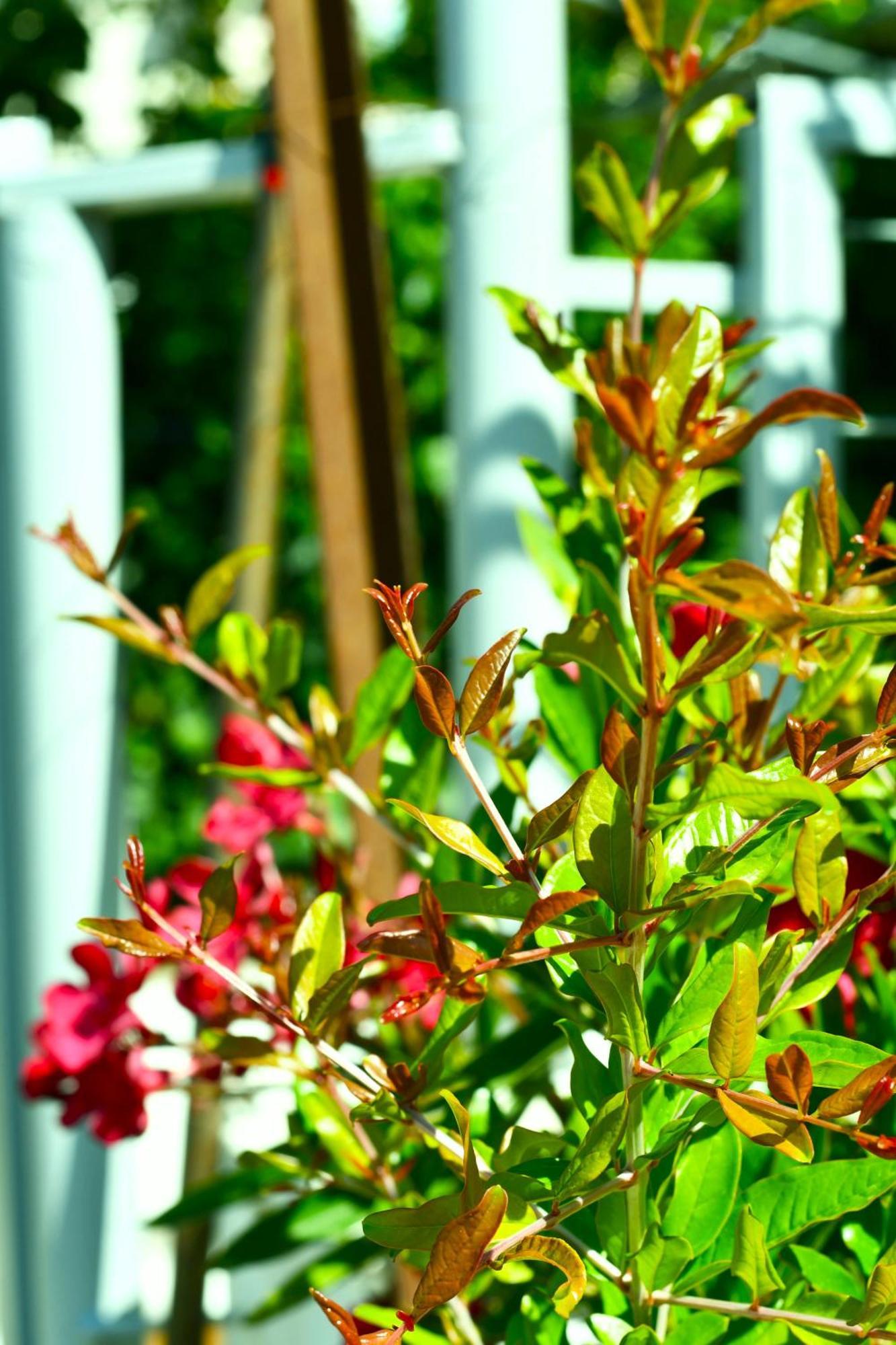 Garden Rooms 히마레 외부 사진