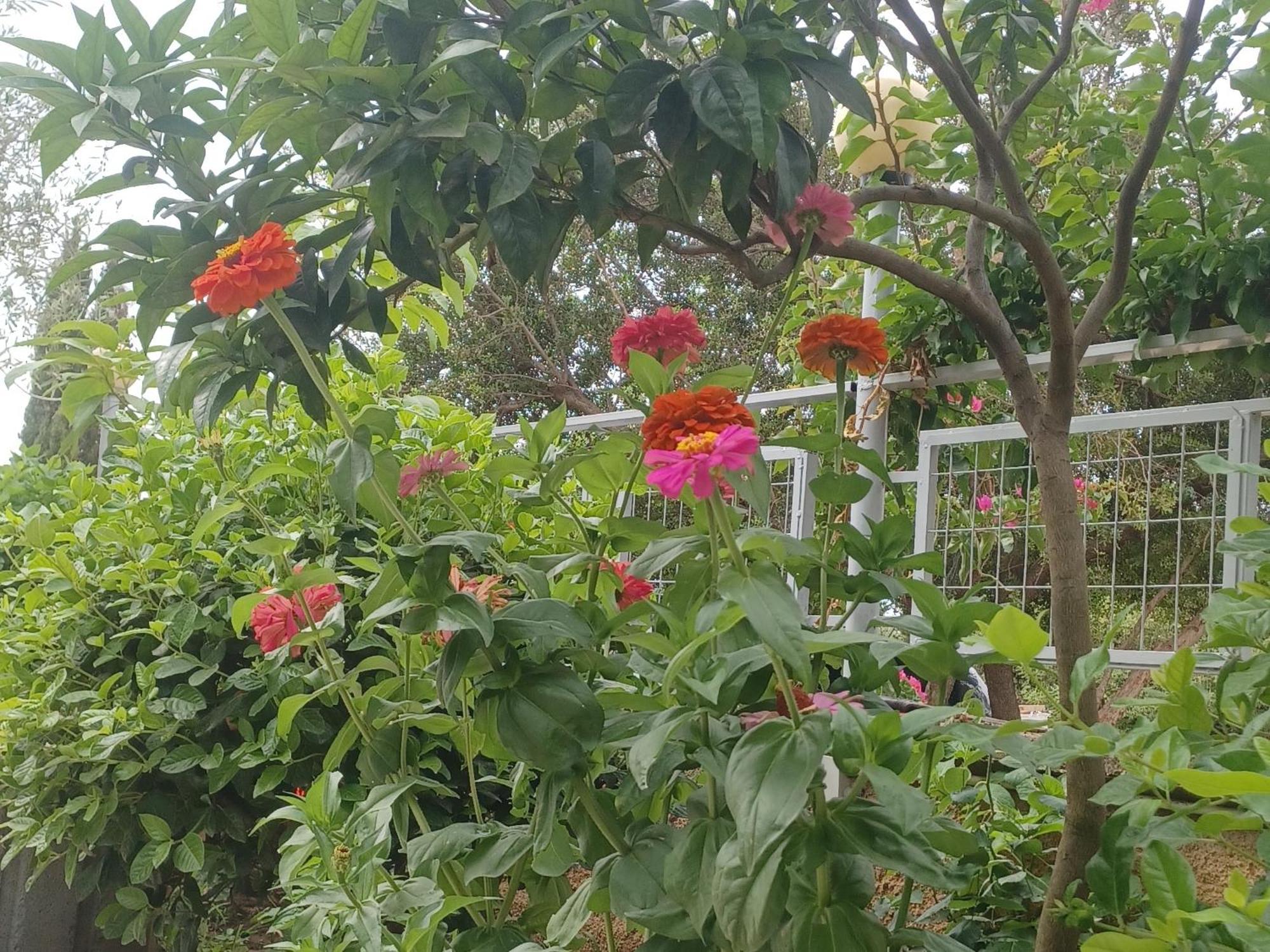 Garden Rooms 히마레 외부 사진